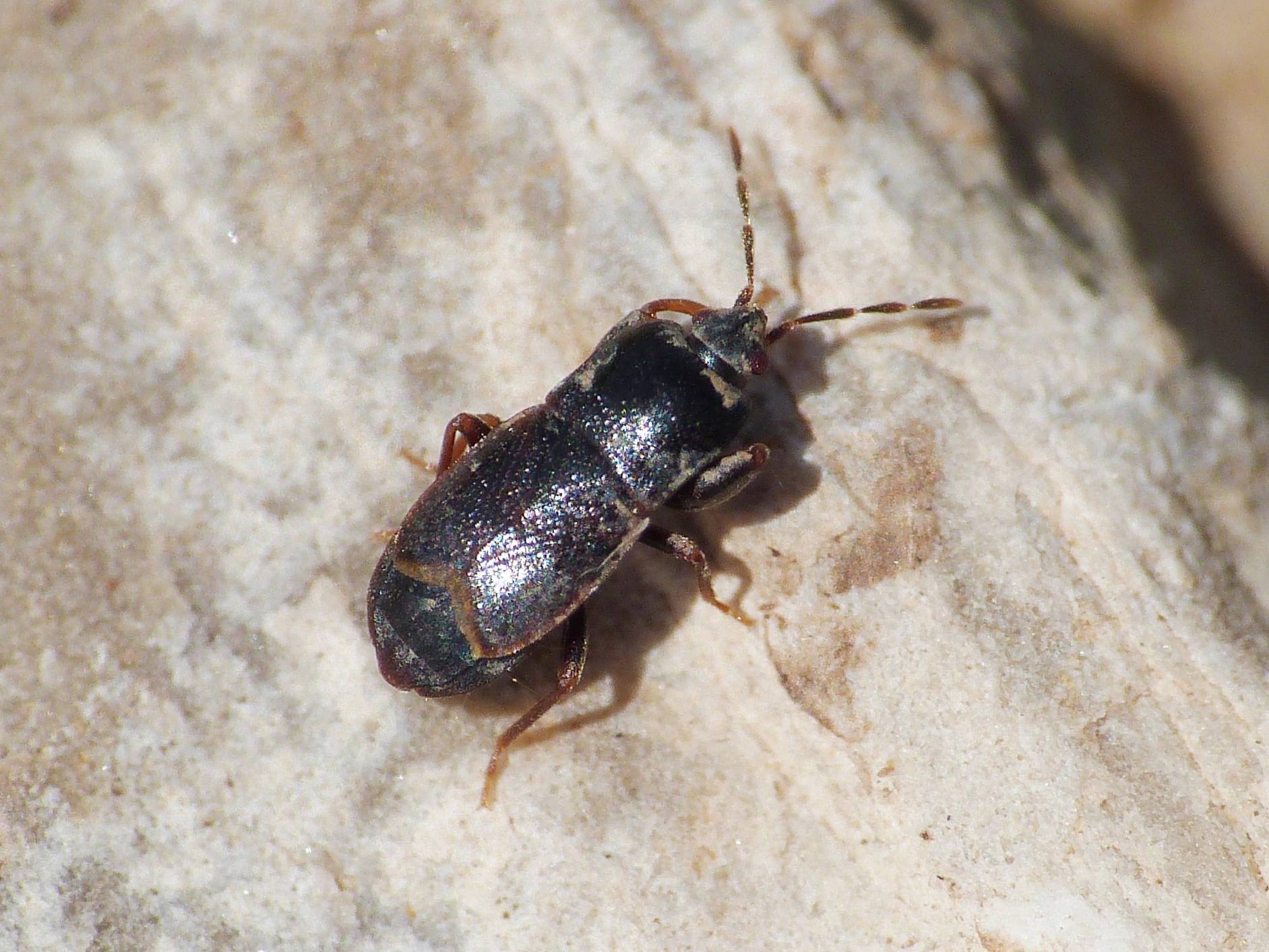 Lygaeidae: Plinthisus cf coracinus - Tolfa (RM)